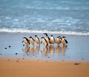 Phillip Island fairy penguins